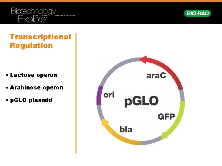 Transcriptional Regulation • Lactose operon • Arabinose operon • p. GLO plasmid 