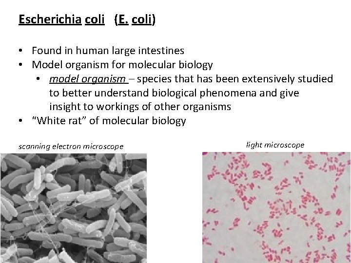 Escherichia coli (E. coli) • Found in human large intestines • Model organism for
