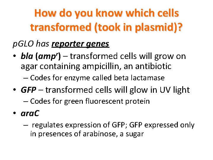 How do you know which cells transformed (took in plasmid)? p. GLO has reporter