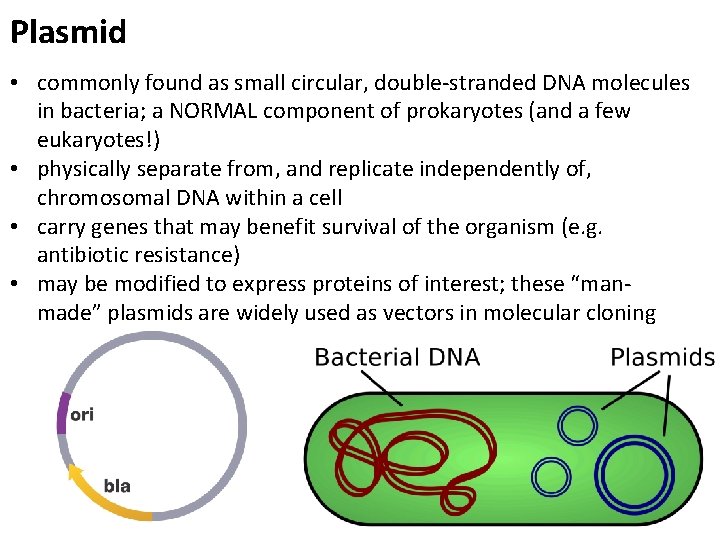 Plasmid • commonly found as small circular, double-stranded DNA molecules in bacteria; a NORMAL