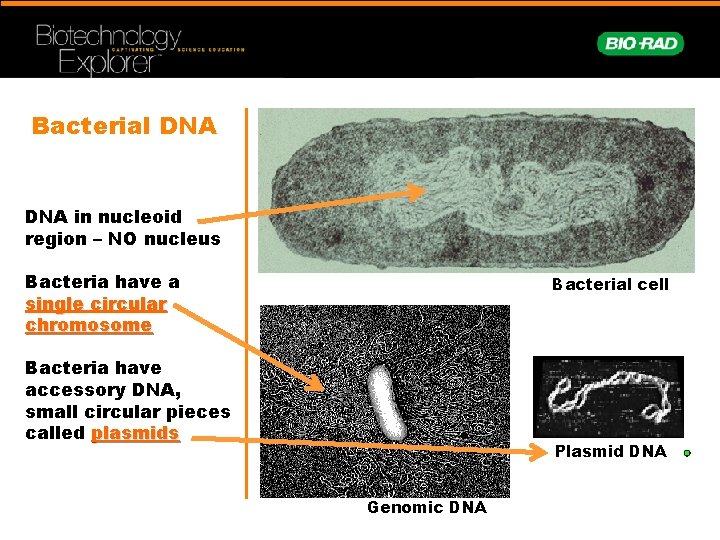 Bacterial DNA in nucleoid region – NO nucleus Bacteria have a single circular chromosome