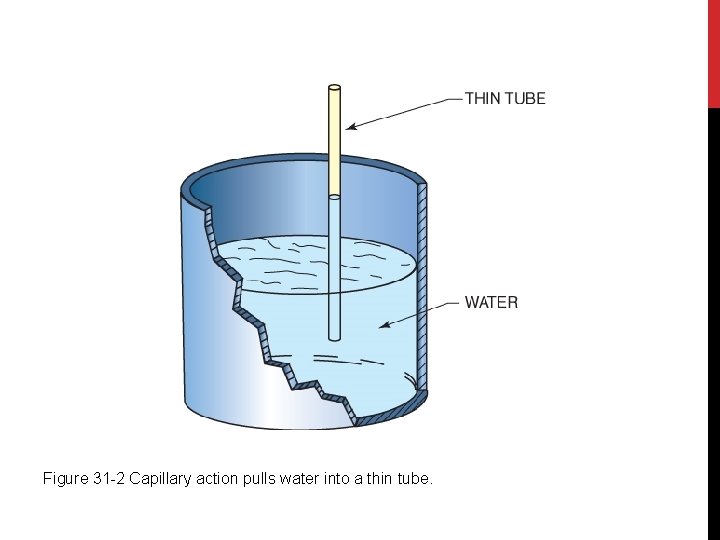 Figure 31 -2 Capillary action pulls water into a thin tube. 