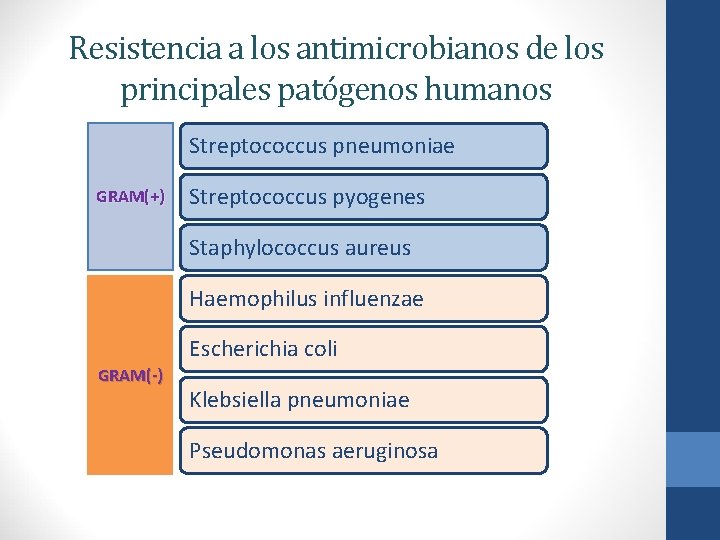 Resistencia a los antimicrobianos de los principales patógenos humanos Streptococcus pneumoniae GRAM(+) Streptococcus pyogenes