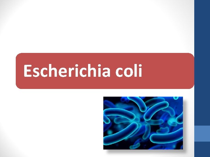 Escherichia coli 
