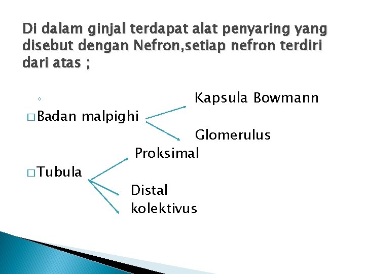 Di dalam ginjal terdapat alat penyaring yang disebut dengan Nefron, setiap nefron terdiri dari