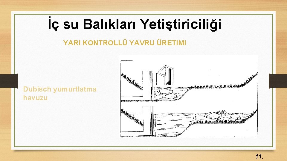 İç su Balıkları Yetiştiriciliği YARI KONTROLLÜ YAVRU ÜRETIMI Dubisch yumurtlatma havuzu 11. 