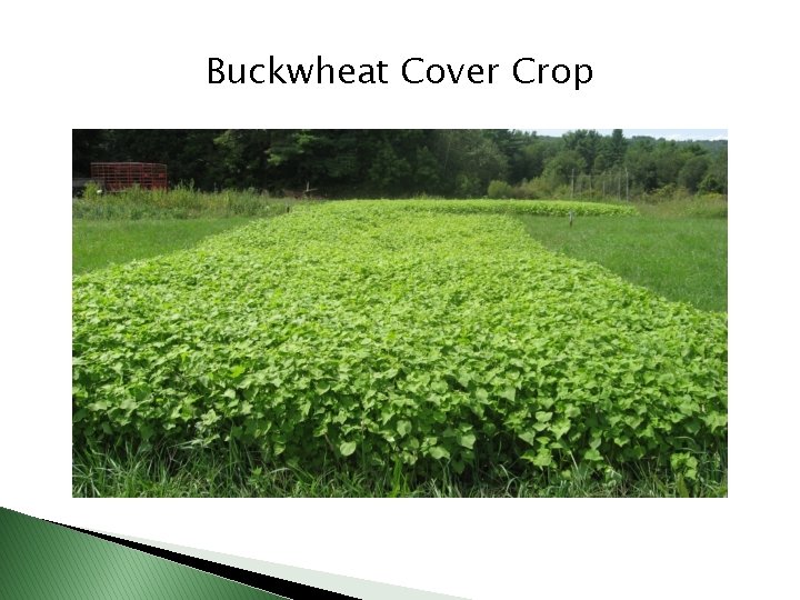 Buckwheat Cover Crop 