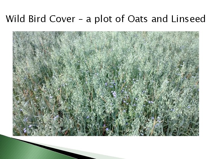 Wild Bird Cover – a plot of Oats and Linseed 