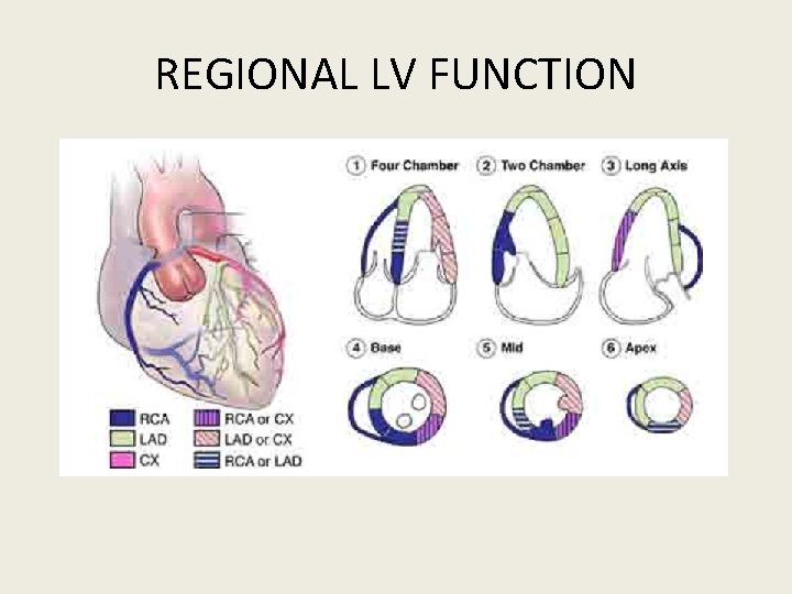 REGIONAL LV FUNCTION 