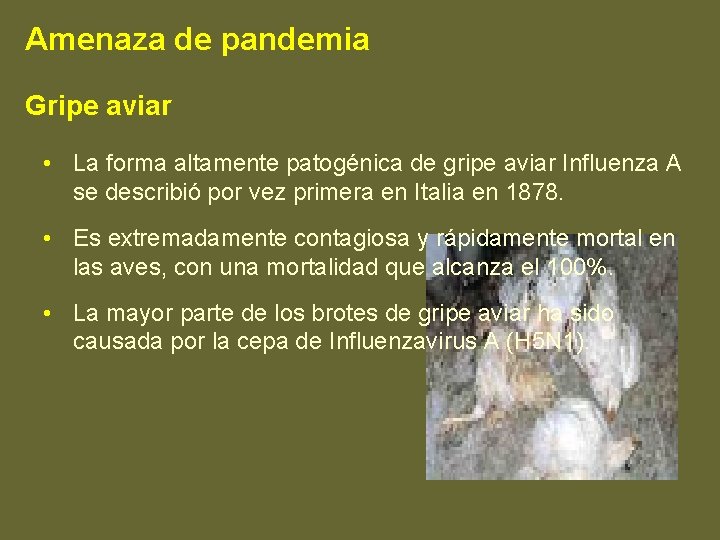Amenaza de pandemia Gripe aviar • La forma altamente patogénica de gripe aviar Influenza