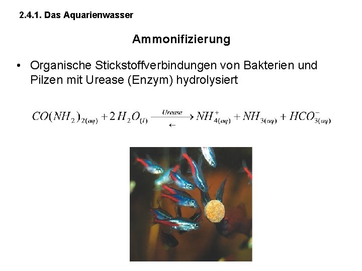 2. 4. 1. Das Aquarienwasser Ammonifizierung • Organische Stickstoffverbindungen von Bakterien und Pilzen mit