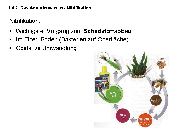 2. 4. 2. Das Aquarienwasser- Nitrifikation: • Wichtigster Vorgang zum Schadstoffabbau • Im Filter,