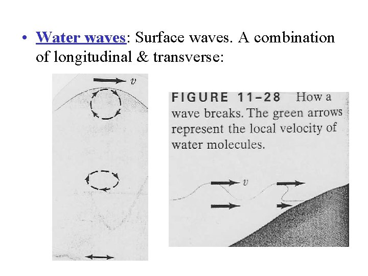  • Water waves: Surface waves. A combination of longitudinal & transverse: 