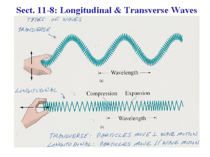 Sect. 11 -8: Longitudinal & Transverse Waves 