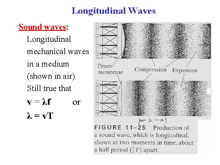 Longitudinal Waves Sound waves: Longitudinal mechanical waves in a medium (shown in air) Still
