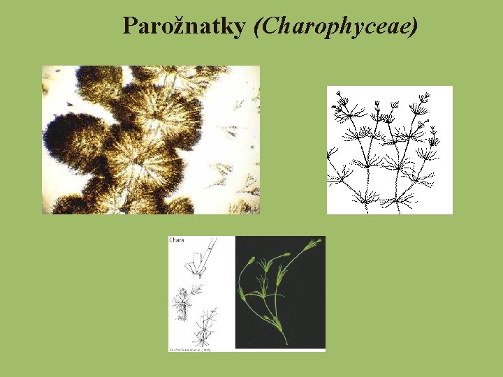 Parožnatky (Charophyceae) 