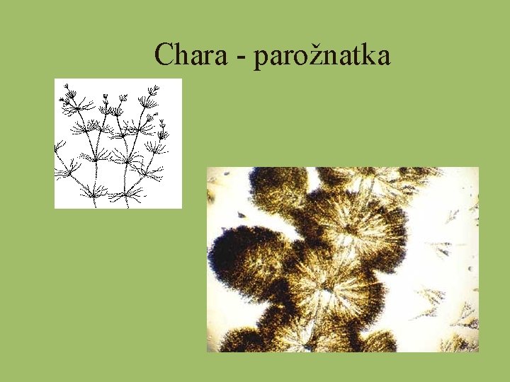 Chara - parožnatka 