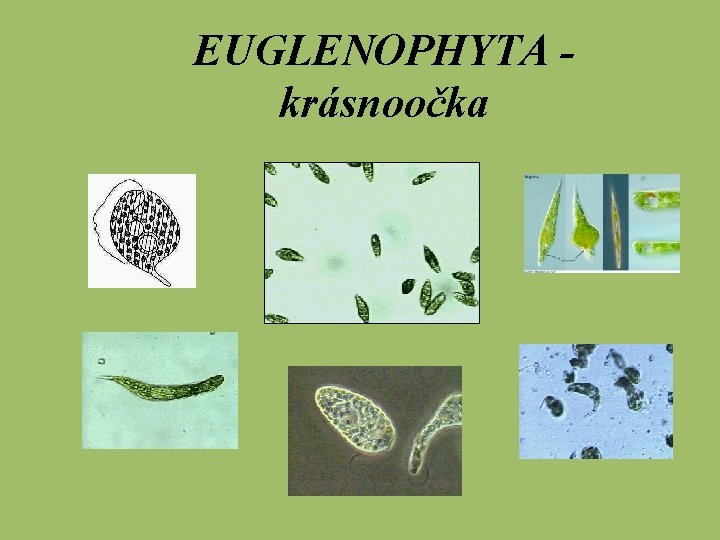 EUGLENOPHYTA krásnoočka 