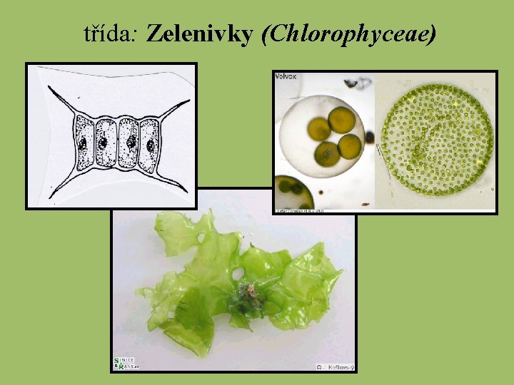 třída: Zelenivky (Chlorophyceae) 