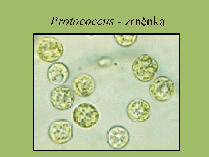 Protococcus - zrněnka 