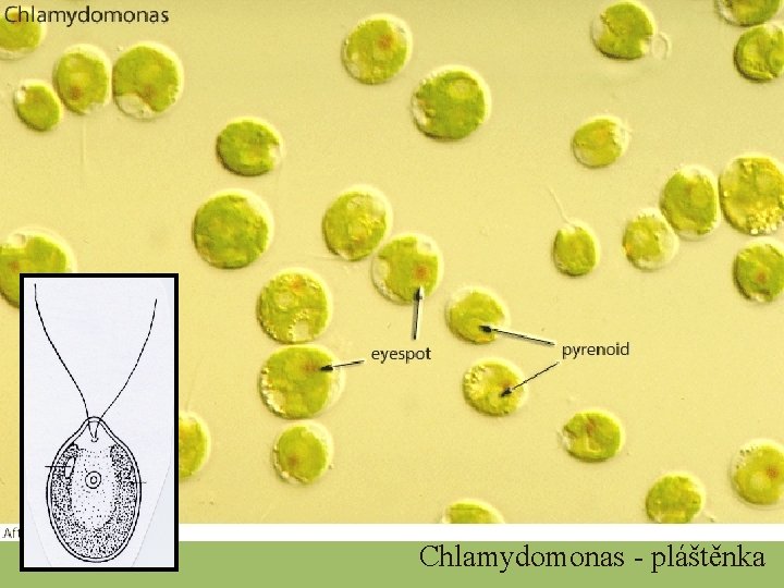 Chlamydomonas - pláštěnka 