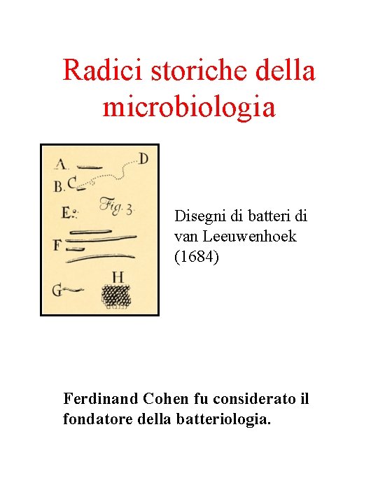 Radici storiche della microbiologia Disegni di batteri di van Leeuwenhoek (1684) Ferdinand Cohen fu