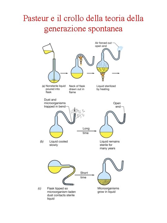 Pasteur e il crollo della teoria della generazione spontanea 