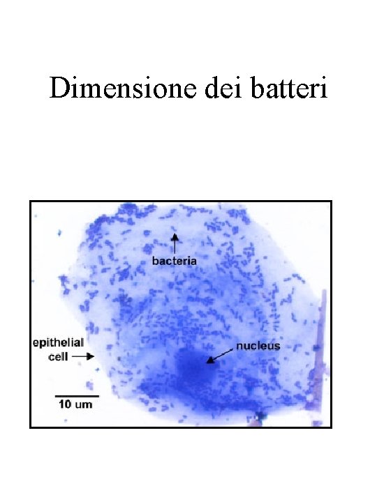 Dimensione dei batteri 