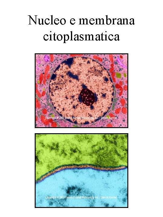 Nucleo e membrana citoplasmatica 