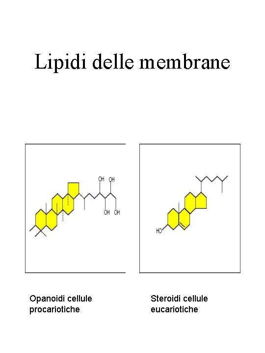 Lipidi delle membrane Opanoidi cellule procariotiche Steroidi cellule eucariotiche 