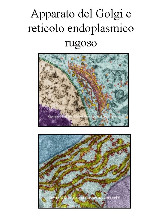 Apparato del Golgi e reticolo endoplasmico rugoso 