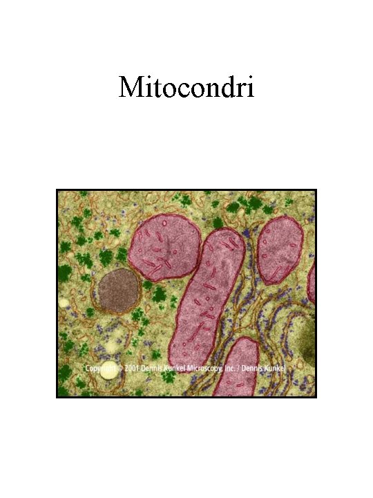 Mitocondri 