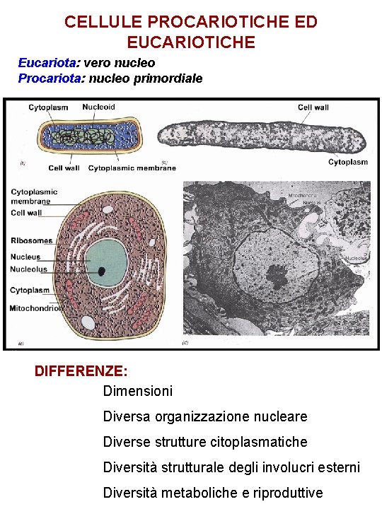 CELLULE PROCARIOTICHE ED EUCARIOTICHE Eucariota: vero nucleo Procariota: nucleo primordiale DIFFERENZE: Dimensioni Diversa organizzazione