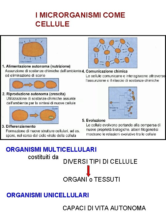 I MICRORGANISMI COME CELLULE ORGANISMI MULTICELLULARI costituiti da DIVERSI TIPI DI CELLULE ORGANI o