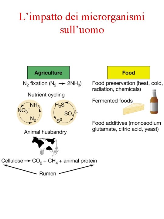 L’impatto dei microrganismi sull’uomo 