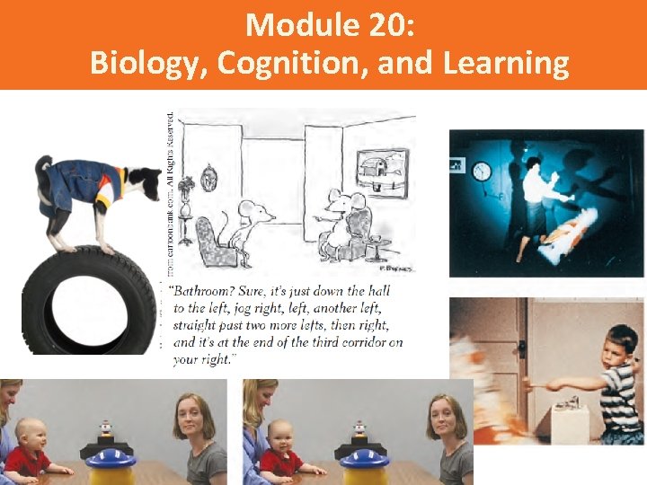 Module 20: Biology, Cognition, and Learning 