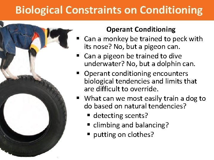 Biological Constraints on Conditioning § § Operant Conditioning Can a monkey be trained to