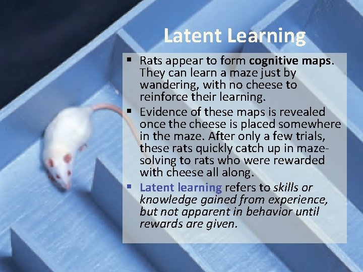 Latent Learning § Rats appear to form cognitive maps. They can learn a maze