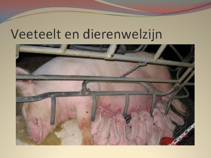 Veeteelt en dierenwelzijn 