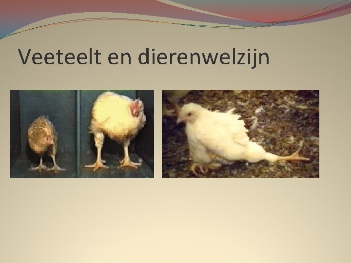 Veeteelt en dierenwelzijn 