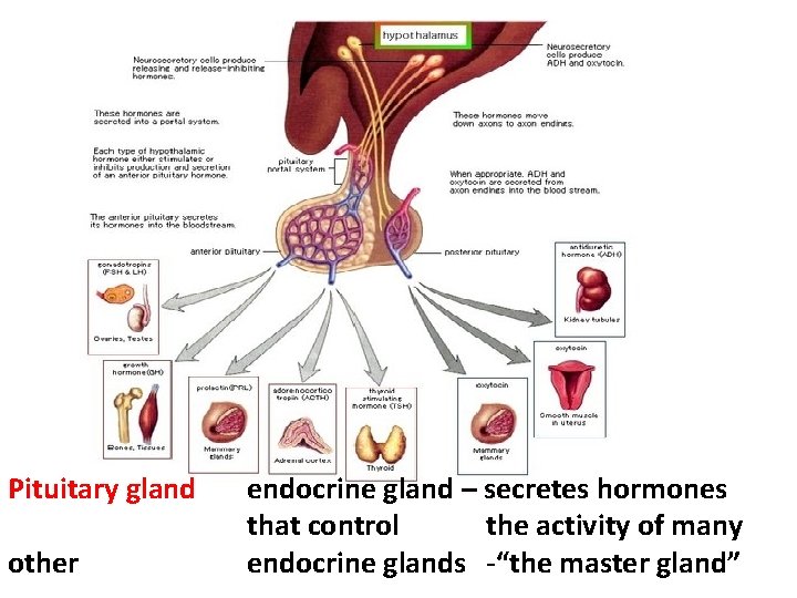 Pituitary gland other endocrine gland – secretes hormones that control the activity of many