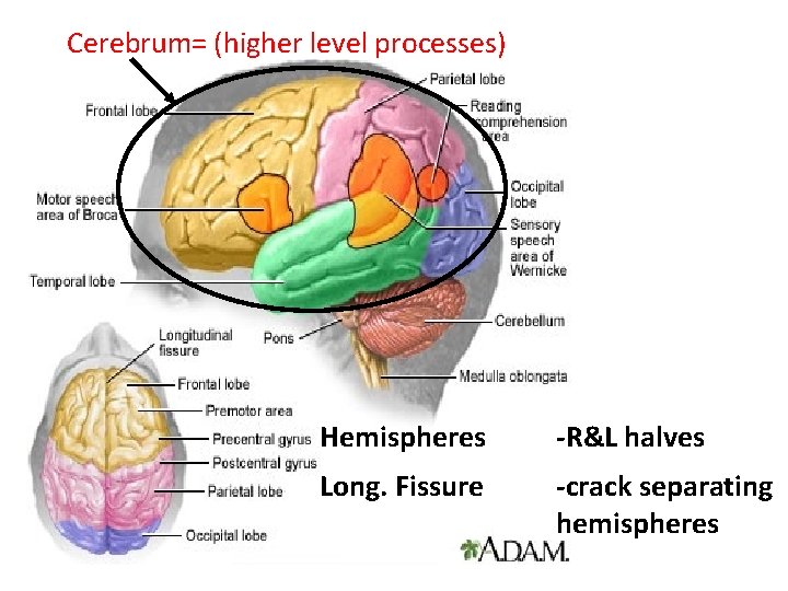 Cerebrum= (higher level processes) Hemispheres -R&L halves Long. Fissure -crack separating hemispheres 