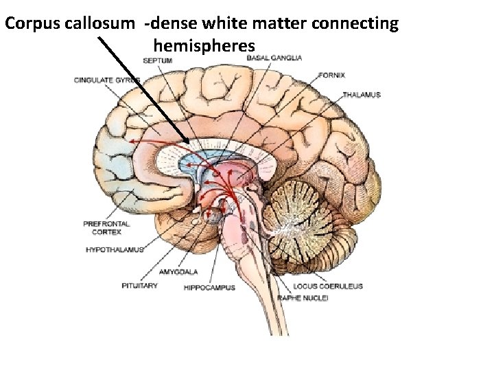 Corpus callosum -dense white matter connecting hemispheres 