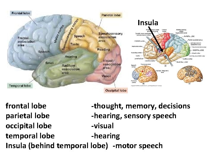 Insula frontal lobe -thought, memory, decisions parietal lobe -hearing, sensory speech occipital lobe -visual