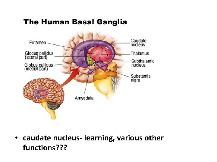  • caudate nucleus- learning, various other functions? ? ? 