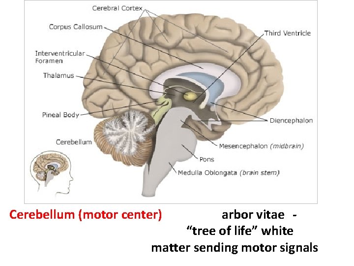 Cerebellum (motor center) arbor vitae “tree of life” white matter sending motor signals 