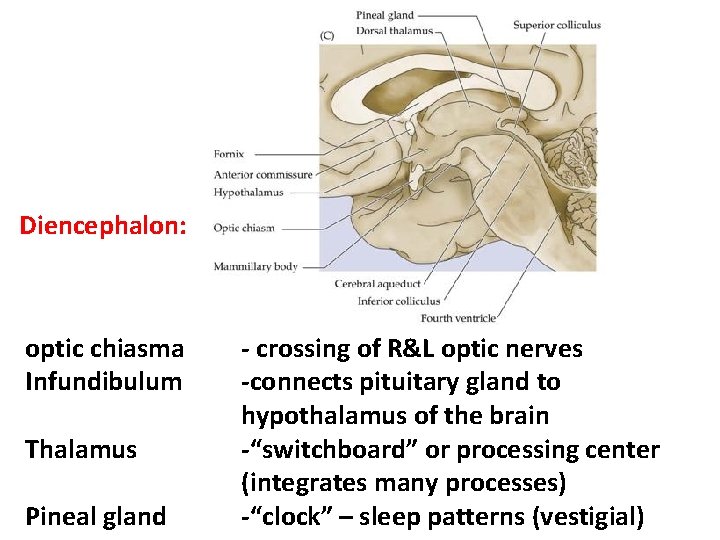 Diencephalon: optic chiasma Infundibulum Thalamus Pineal gland - crossing of R&L optic nerves -connects