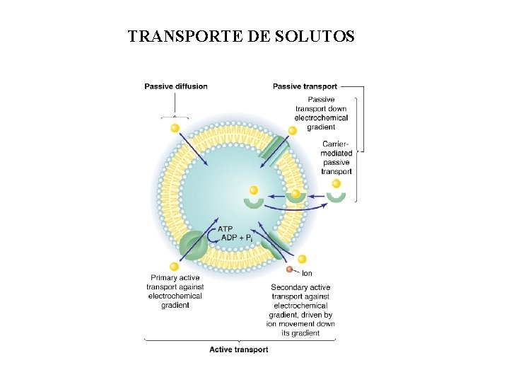 TRANSPORTE DE SOLUTOS 