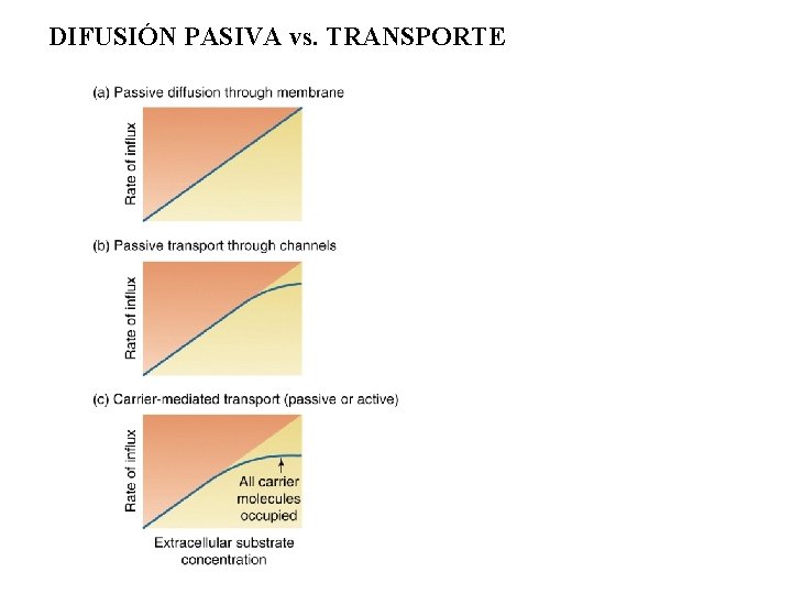 DIFUSIÓN PASIVA vs. TRANSPORTE 