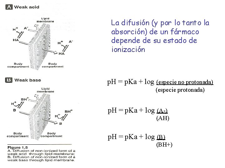 La difusión (y por lo tanto la absorción) de un fármaco depende de su